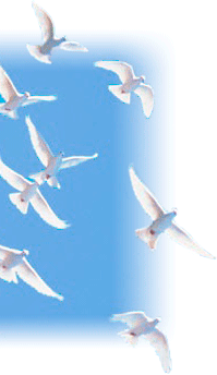 birds