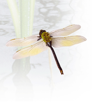 Dragonfly